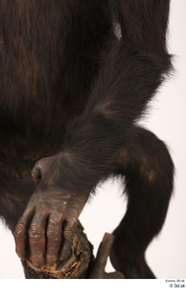  Chimpanzee Bonobo arm hand 0001.jpg
